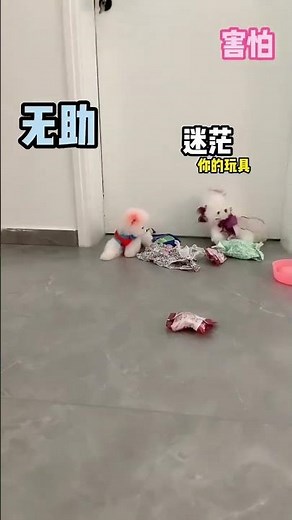 Adorable Small Teacup Dog, Playful Zoomies 🐶💨 #TeacupDog #MiniDog
