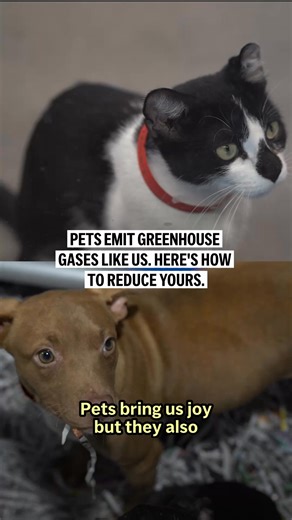 Pets have a pretty sizable climate impact. But not all carbon...pawprints...are created equal. So if you’re looking to get a pet, which ones emit the least? And if you’ve already got one, how do you make sure it has the smallest foot (or paw) print? There are some options. | AP