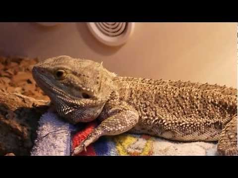Sneezing Bearded Dragon