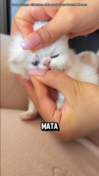Why Vets Open Newborn Kittens' Eyes‼️😱
