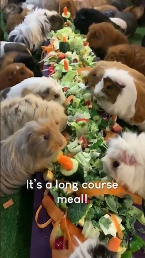 Adorable Guinea Pigs Have MASSIVE Dinner Party! #Shorts