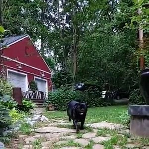 Pug in Slow Motion :D __________ **Drink Wine & Hang With Dog Tee >> http://teespring.com/wine-and-dog | I Like Big Pugs