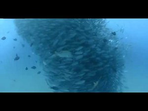 Tornado of jack tuna