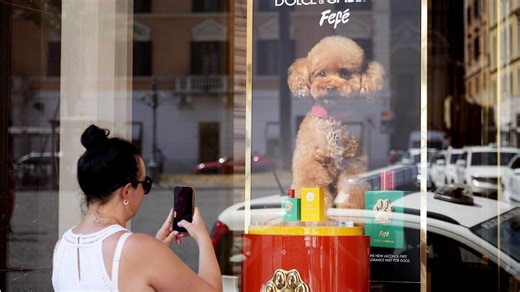 Dolce & Gabbana has made a perfume for dogs - but vets say it stinks