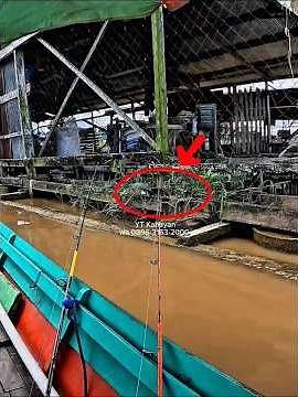Baung fishing adventure in the murky waters of Kalimantan #fishing #baungfishing #fishing