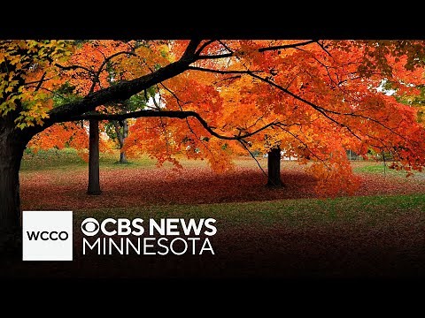 Why do leaves fall off trees in the autumn?