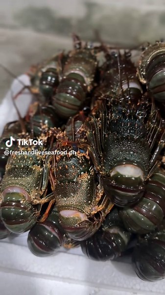 Lobster Freshness Overload! 🦞Available today for walk-in pickup and delivery. 🛒 Visit Fresh and Live Seafood — Bulacan, Pampanga & Tarlac branches 🕥 We’re open and ready to serve you! #FreshandLiveSeafood #RASeafoodSupplies #FreshSeafood #Lobsters #Giant #seafoodstore #seafoodshop #fyp #recommendations #musttry #bulacan #pampanga #tarlac