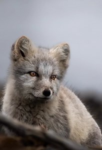 Alaska wildlife showcase | Stunning animals across the last frontier