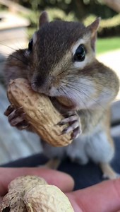 1.4M views · 59K reactions | The chippy that started it all. Throwback to VG, the OG ❤️ My very first chipmunk friend, the friendliest and most trusting little guy. ☺️ | Van Gogh the Chippy | Facebook