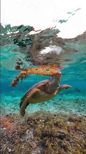 TOP 5 FUNNIEST Sea Animals #2 Will Make You SNORT!