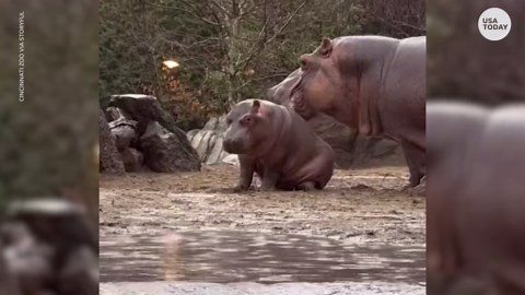 Fritz the baby hippo has 'zoomies' during rain storm at Cincinnati Zoo