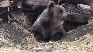 299K views · 7.2K reactions | Így készíti a medve a barlangját a télre. | Medveles Erdélyben-Gyergyószentmiklóson, Bear Watching | Facebook