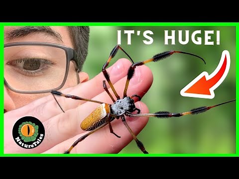 How DANGEROUS Is The BANANA SPIDER?