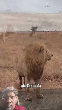 #animals #wildlife #lion #bulls 👈👈