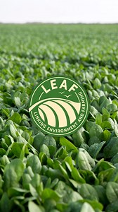 We believe that great meals start with great ingredients, which is why all our veggies, including cavolo nero, kale, spinach, and leeks, are LEAF Marque approved. 🌱 This certification means our produce is grown with care for both the environment and the people who enjoy it. When you choose our veggies, you're not just nourishing your body—you're also supporting sustainable farming practices that protect the planet. 🌍✨ | Discover Great Veg