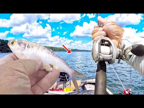 Let Me Show You An Easy Way To Catch Catfish In A River