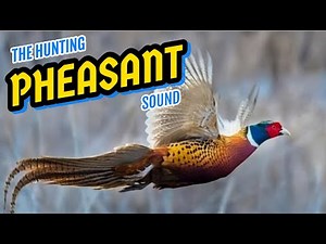 PHEASANT CALLING SOUNDS | CALL SOUND FOR HUNTING