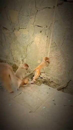 The Weird World of Baby Monkey Memes #shorts #viral #funny