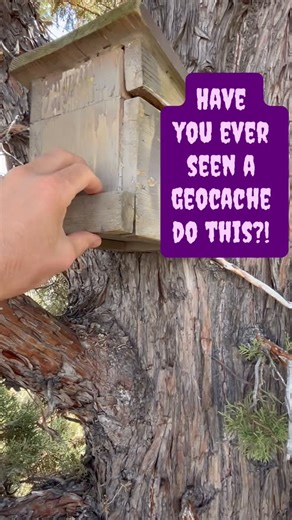 Geocaching on Instagram: "What do you do when you find a 🕷️ in a geocache? A) Scream B) Sign the log sheet anyway C) RUN Video by Geostacher. Video: A geocacher approaches a wooden box attached to a tree. They remove a panel on the bottom. A plastic spider and a geocache container on a string fall out and hang from the box. The geocacher grabs the spider and holds it up to the camera. #geocaching #geocache #usa #geocachingusa #oregon #jumpscare #halloween #scary #adventure #nature #natur #spide