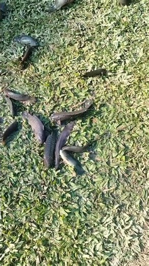 Anabas testudineus#Fish