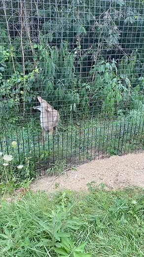 Come visit us for a tour and hear these beautiful howls! 🐾 On our tours, you get up close and personal to all of our wild residents. You can hear coyotes and wolves sing together. 🐺 We are open Monday through Saturday, and offer tours at 10 AM or 1 PM only and it is by reservation. 🦉 All of the information regarding our tours can be found on our website https://www.redwolf.org/visit. 🦊 Come visit us soon! - #coyote #wolf #redwolfsanctuary #redwolfsanctuaryrrc #tour #howl #indianna #summer | 