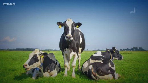Can cows actually predict the weather?