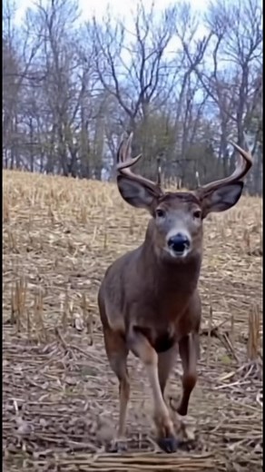 28K views · 289 reactions | Cam catches Buck dodge falling tree | Big Bang Buck | Facebook