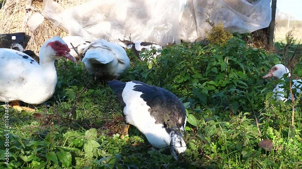 Domestic ducks on the farm. Care and breeding of ducks.