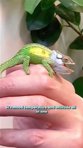 You’ve Never Seen Camouflage Like This 👀