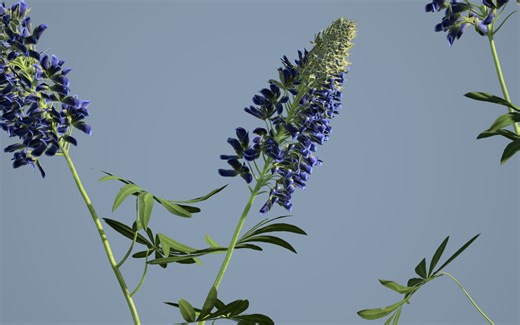 speed tree 软件使用分享第10集