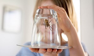 Spiders: Expert reveals how to deal with bugs in your home