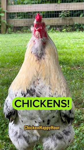 753K views · 17K reactions | #chickens #parody #rooster #hen #eggs #backyardchickens #chickensofinstagram #comedy #chickenlover #chicken #funnyanimals #chickenhappyhour Frankie’s voice borariechorar ✨ | Chicken Happy Hour | Facebook