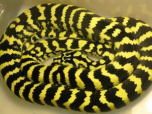 Morelia spilota cheynei - Alchetron, the free social encyclopedia