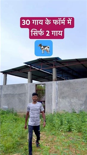 30गाय के फॉर्म में सिर्फ 2गाय🐄#trending #minivlog #youtubeshorts #dairy #dairyfarm #hfcow #cowshed