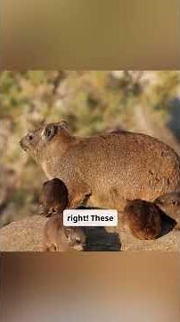 Knowledge Nuggets 14 Fun Facts That Will Blow Your Mind!