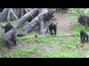 Toto's crisis！ The true nature of gorillas. UenoZoo Gorilla 202107