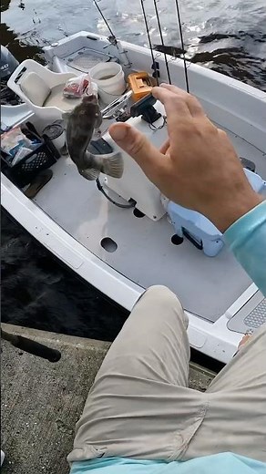 How to Fish a Knocker Rig for Tautog￼