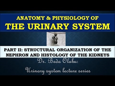THE URINARY SYSTEM PART II - STRUCTURAL ORGANIZATION OF THE NEPHRON & HISTOLOGY OF THE KIDNEYS