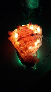 Shell Lamp Natural Night Light - Etsy Australia