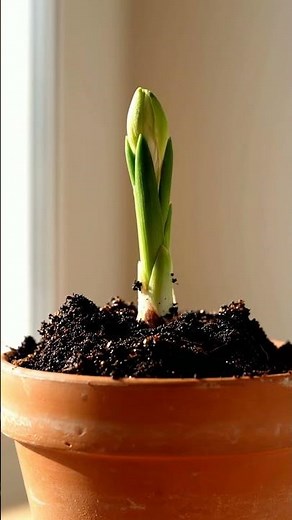 Growing Freesia From Bulb Time Lapse – 90 Days