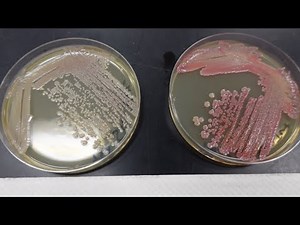 Lab 9.1 Phenotypic Variation Lab