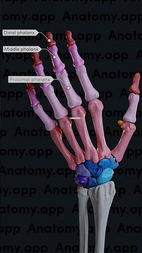 Bones of the hand