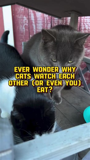1.5K views · 41 reactions | Have you ever wondered why your cat watches you eat or watches your other cats eat? Well, the answer is simple! Cats in the wild hunt alone but then eat in groups so they are less vulnerable to predators when their heads are down. So when your cat watches you eat, they want to protect you and make sure you are safe! How adorable! Comment below your cat’s name :)  | The Riley Farm Rescue | Facebook