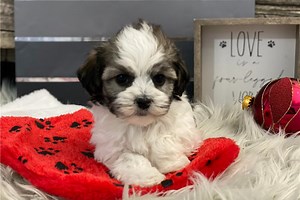 Florence - Havachon Puppy B2B19D