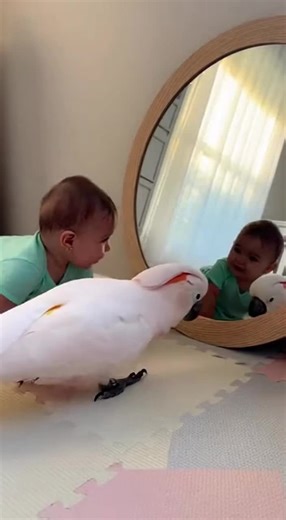 The Mirror DiscoveryA curious baby and an expressive Moluccan Cockatoo encounter a large mirror and hilariously react to their reflections, each trying to figure out who the ‘other’ is.
