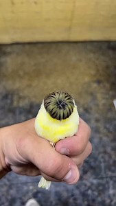 What's the name of this gorgeous canary breed? . . . . . . . . 🐦 #animalshots #birdlife #birdlove #canary #Kanarienvögel #birds_of_instagram #instapet #birdlover #animals #pet #birdworld #instabirds #ig_birds #loves_birds #bestnatureshot #your_best_birds #animazing_birds #cutebirds #bird_lovers_daily #stuttgart #beautiful #beautifulbirds #ig_birdlovers #ic_birds #birdingphotography #instabird #birdsplanet #birdstagram #reels | Canary birds Kanarienvögel