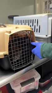 14K views · 696 reactions | Newly arrived from Greene County, TN!...