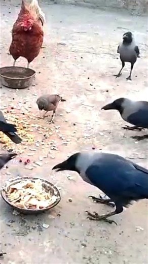 Cute Crows#shorts#birds