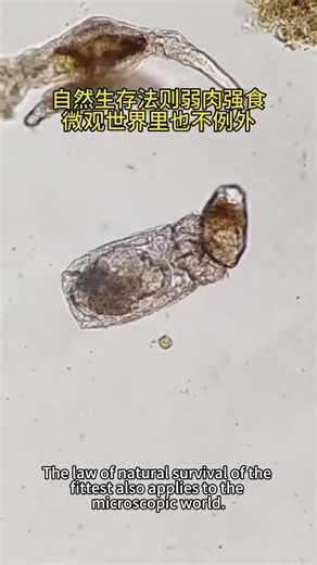 Think River Water is Clean? Watch This 400X Zoom!