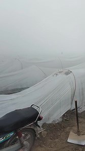 32K views · 356 reactions | آپ بتا دیں کیا کرنا چاہیے ۔۔۔۔ #agriculture #advanced #information #management #moonagro | MOON AGRO FARM | Facebook